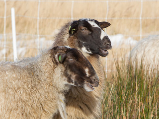 Adult sheep