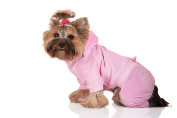 yorkshire terrier in a pink suit