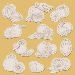 Citrus collection on tags in sketch style