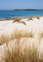 Fototapeta na wymiar Porto Pino snad dunes, Sardinia (Italy)
