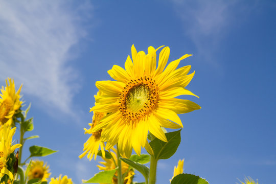 sun flower in garden