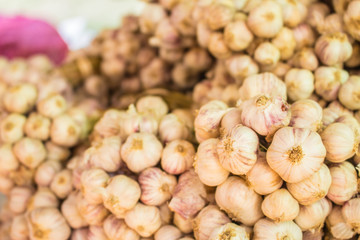Garlic within the village.