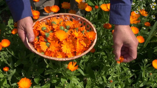 herbalist hand gathering marigold calendula herb blossoms