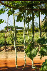 Long zucchini in the garden thailand