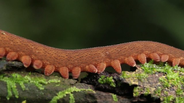 Peripatus or velvet worm in the rainforest, Ecuador