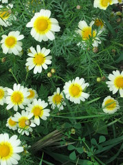 Fototapeta premium Fiore e Fiori