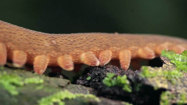 Peripatus or velvet worm in the rainforest, Ecuador