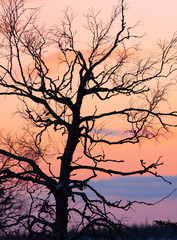 tree at sunset background