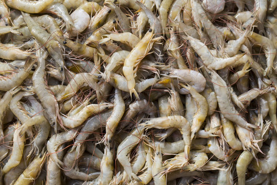 background of the large fresh shrimp