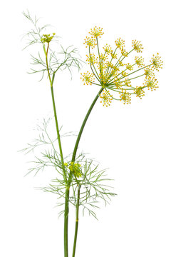 flowers of dill on white background