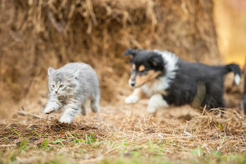 Fototapeta premium Rough collie puppy running behind little grey kitten