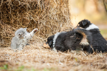 Little kitten playing with rough collie puppies