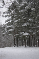 Зимный лес