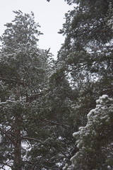 Зимный лес © tango81
