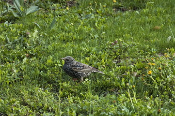Starling (Stumus vulgaris) bird in the garden, Sofia, Bulgaria