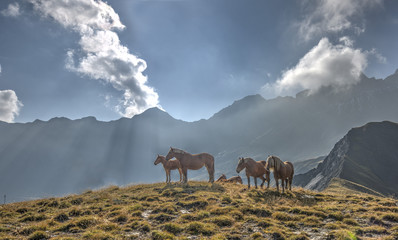 A group of horses in a meadow in front of the Aiguille d'Arves m