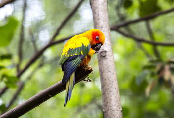 parrot sitting on a branch in nature close-up shot