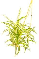 Obraz premium Plante araignée, Phalangère, Chlorophytum