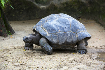 Galapagos tortoise big shot close-up
