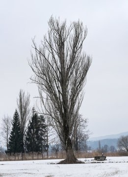 Panorama Baum