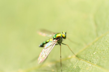 close-up extreme macro little insect soft focus details nature b