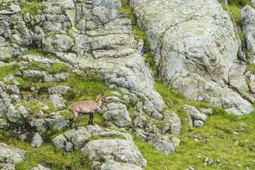 Fototapeta na wymiar Alpine goat on a rock