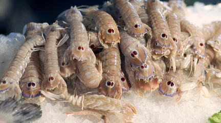 fresh crustaceans called  mantis shrimp for sale in fish market
