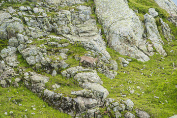 Alpine goat on a rock