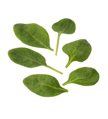 leaves of spinach isolated on white background