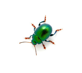 Green beetle
