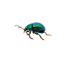 Green beetle