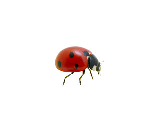 Ladybug