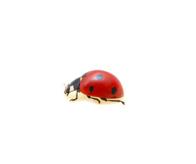 Obraz na płótnie Canvas Ladybug