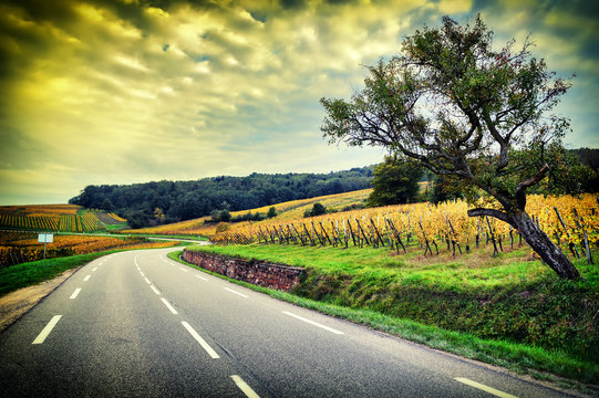 Curvy road at autumn sunset. Alsace, Wineroad