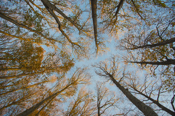Foliage of holm and blue sky, autumn, forest Casentinesi, Tuscan