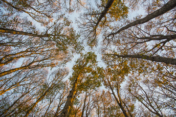 Foliage of holm and blue sky, autumn, forest Casentinesi, Tuscan