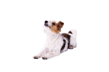 nice, cute dog Jack Russell terrier with pleasure looks at the c