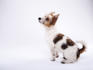 nice, cute dog Jack Russell terrier with pleasure looks at the c