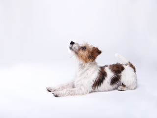 nice, cute dog Jack Russell terrier with pleasure looks at the c