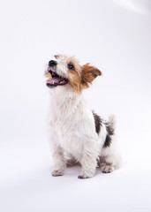 nice, cute dog Jack Russell terrier with pleasure looks at the c