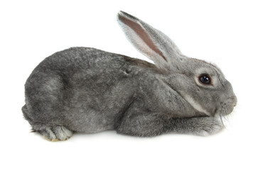 gray rabbit