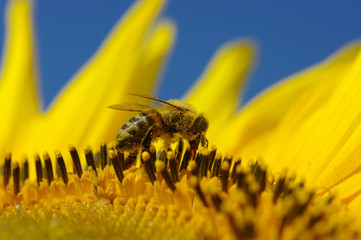 bee in the sunflower