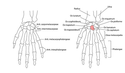 Bones of the left hand, view from below, labeled in Latin.