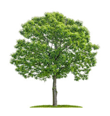 Obraz premium isolated chestnut tree on a white background