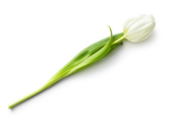 Fototapeta premium white tulip