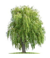 isolated weeping willow on a white background - obrazy, fototapety, plakaty