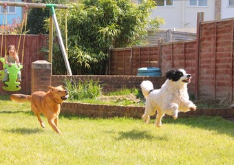 Two dogs racing in the garden with child swing