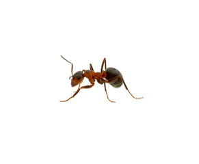 Ant on white