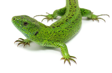 green lizard