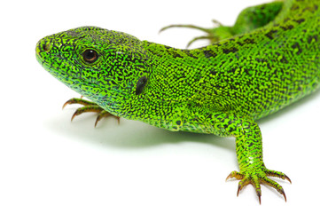 green lizard